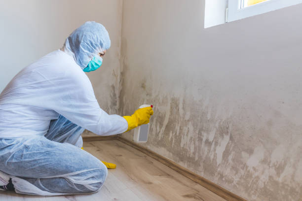 Professional mold removal team in Riverdale